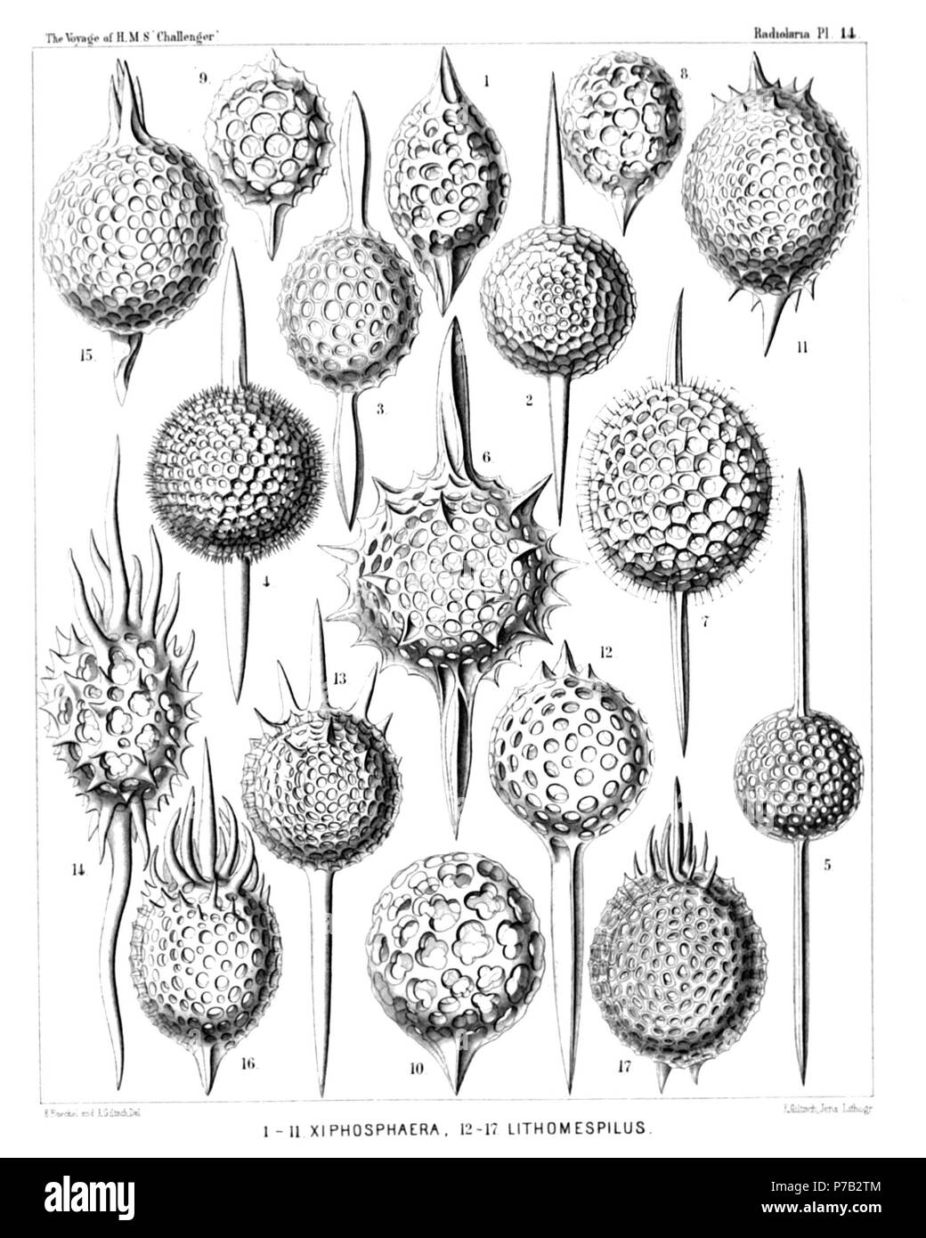 Inglés: Ilustración del informe sobre los radiolarios recogidos por H.M.S. Challenger durante los años 1873-1876. Parte III. Descripción Original siguiente: Placa 14. Et Ellipsida Stylosphaerida. Diam. Fig. 1. Ellipsoxiphus atractus, n. sp., × 300 Fig. 2. Xiphosphaera venus, n. sp., × 300 Fig. 3. Ellipsoxiphus claviger, n. sp., × 300 Fig. 4. Xiphosphaera pallas, n. sp., × 400 Fig. 5. Xiphosphaera gaea, n. sp., × 400 Fig. 6. Xiphosphaera vesta, n. sp., × 300 Fig. 7. Ellipsoxiphus elegans, n. sp., var. palliatus, × 400 Fig. 8. Lithapium halicapsa, n. sp., × 300 Fig. 9. Lithapium pyriforme, n. sp. Foto de stock