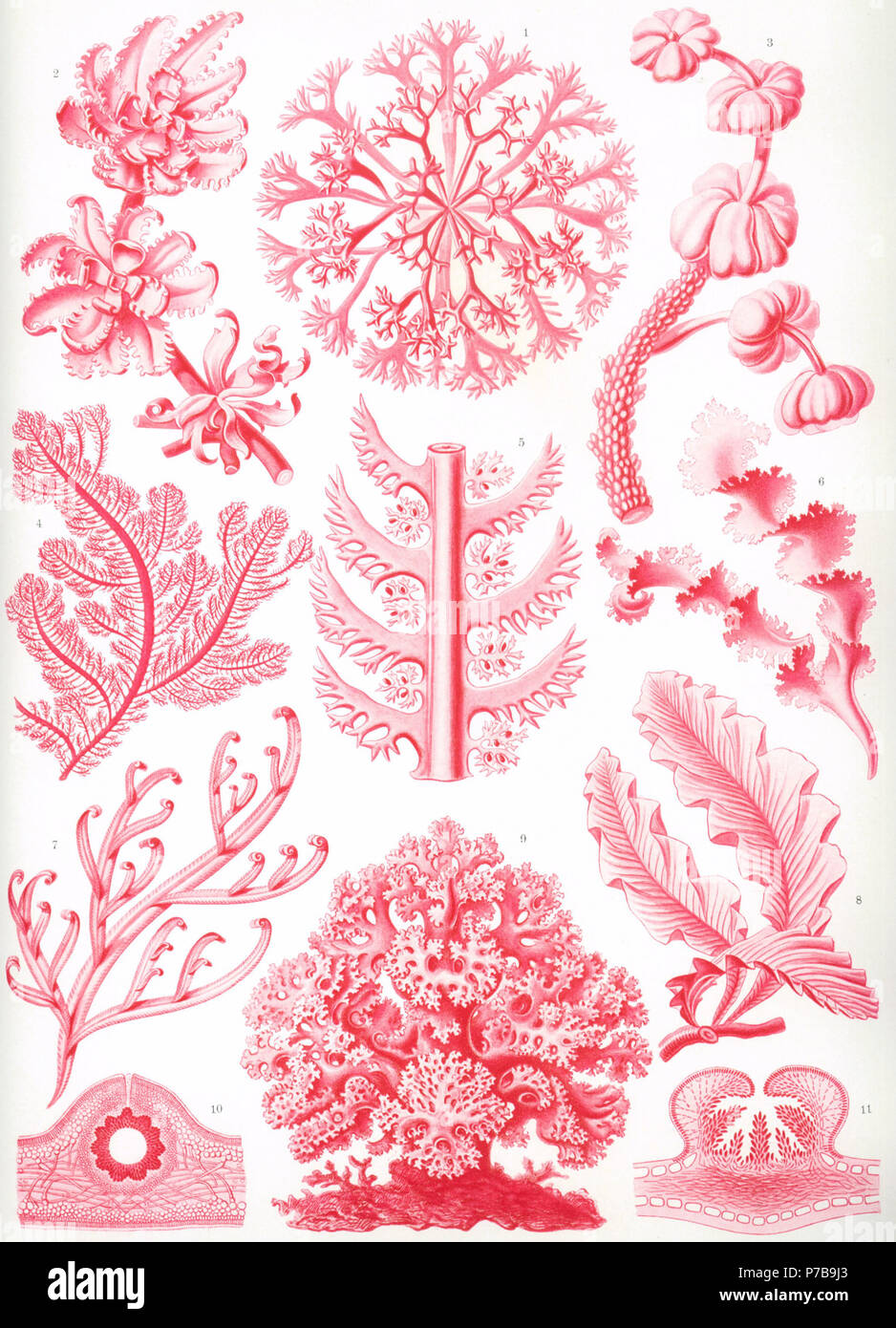 (Centro superior): Chondrus crispus (Linne) = Chondrus crispus Stackhouse (superior izquierda): Amansia glomera (Agardh) = Amansia glomerata C. Agardh / Melanamansia glomerata (C. Agardh) R.E.Norris (superior derecha): Constantinea rosamarina (Postels) = Constantinea rosa-marina (S.G.Gemlein) Postels & Ruprecht (izquierda): Ptilota serrata (Kützing) = Ptilota serrata C. Agardh (centro): Ptilota densa (Agardh) = Neoptilota densa (C. Agardh) Kylin (derecha): Rissonella verruculosa (Agardh) = Rissoella verruculosa (Bertoloni) J.Agardh (abajo a la izquierda, arriba): Delesseria involvens (Harvey) = Hypoglossum involvens (Harvey) J.Agardh ( Foto de stock