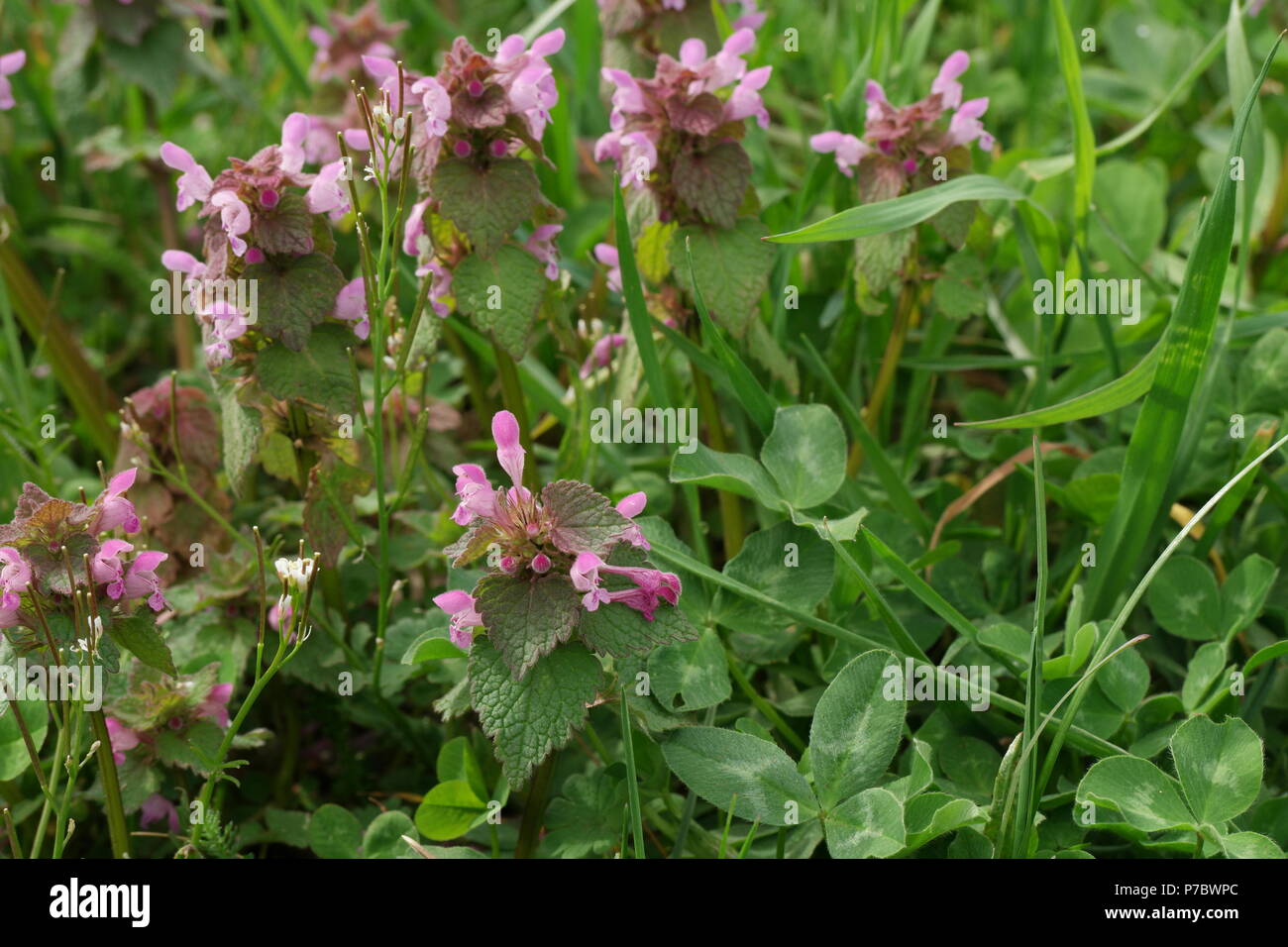 (Purpurrote Taubnessel Lamium purpureum) (red dead-nettle) (lamier pourpre) Foto de stock