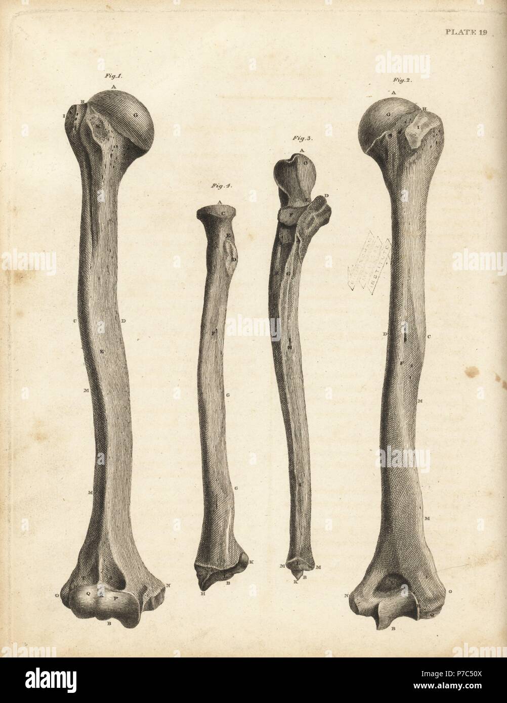 Opiniones del húmero y cúbito huesos del brazo humano. Copperplate grabado por Edward Mitchell después de una ilustración anatómica de John Barclay's una serie de grabados del esqueleto humano MacLachlan, y Stewart, Edimburgo, 1824. Foto de stock