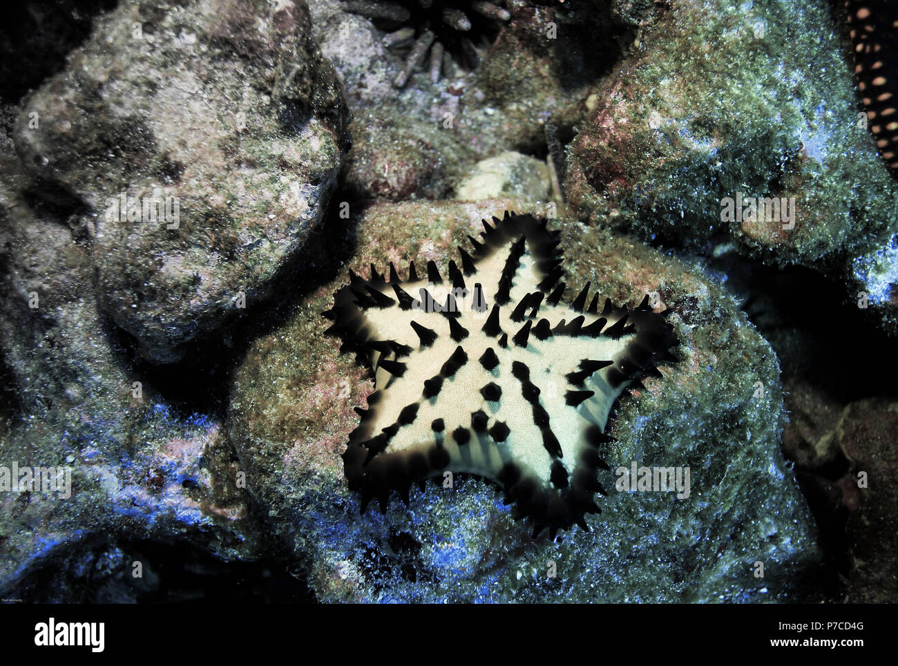 Estrella de mar de chocolate (Protoreaster nodosus) bajo el agua en las Islas Galápagos Foto de stock
