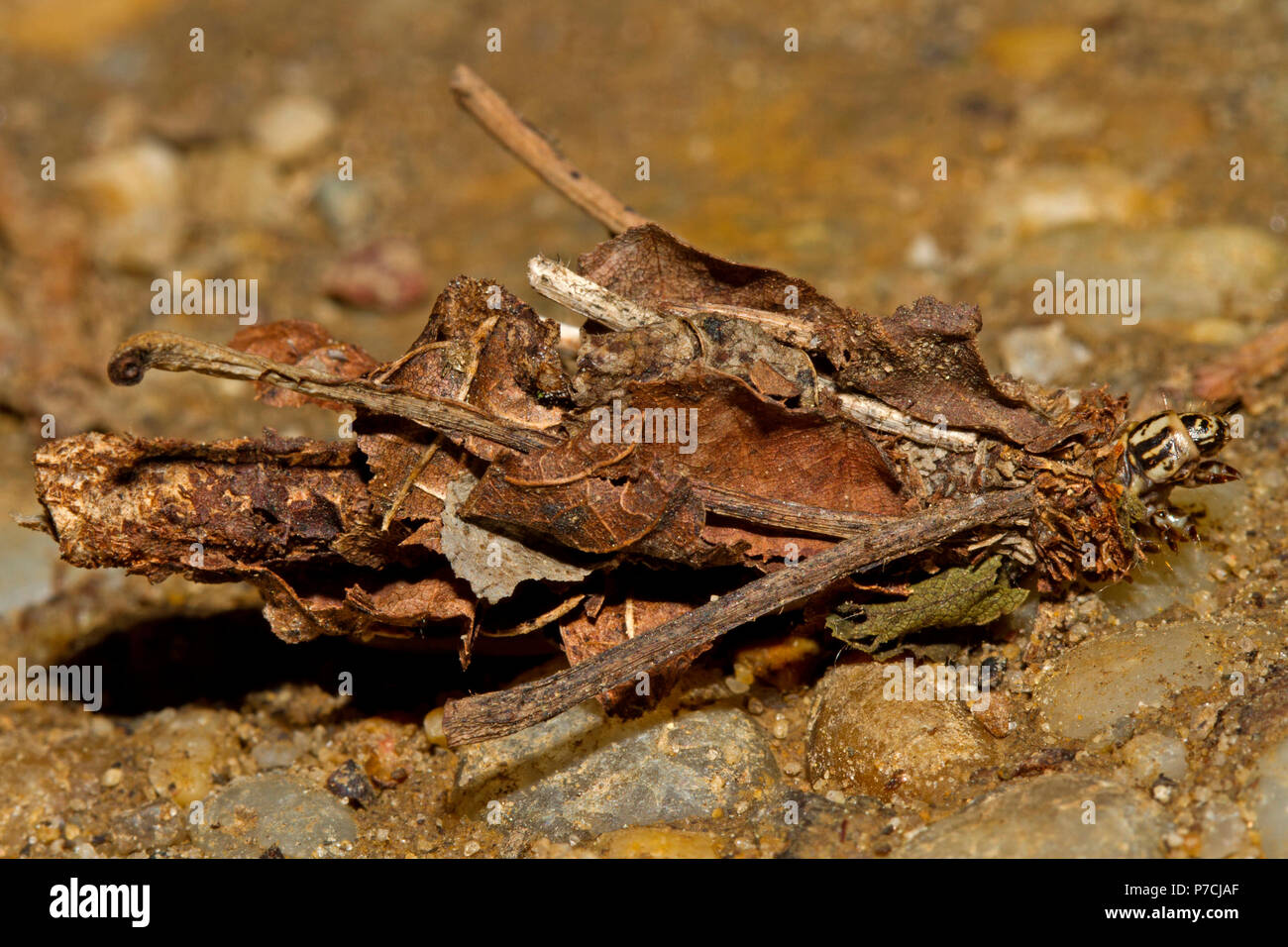 Peludo, Caterpillar, de barrido (Canephora hirsuta) Foto de stock