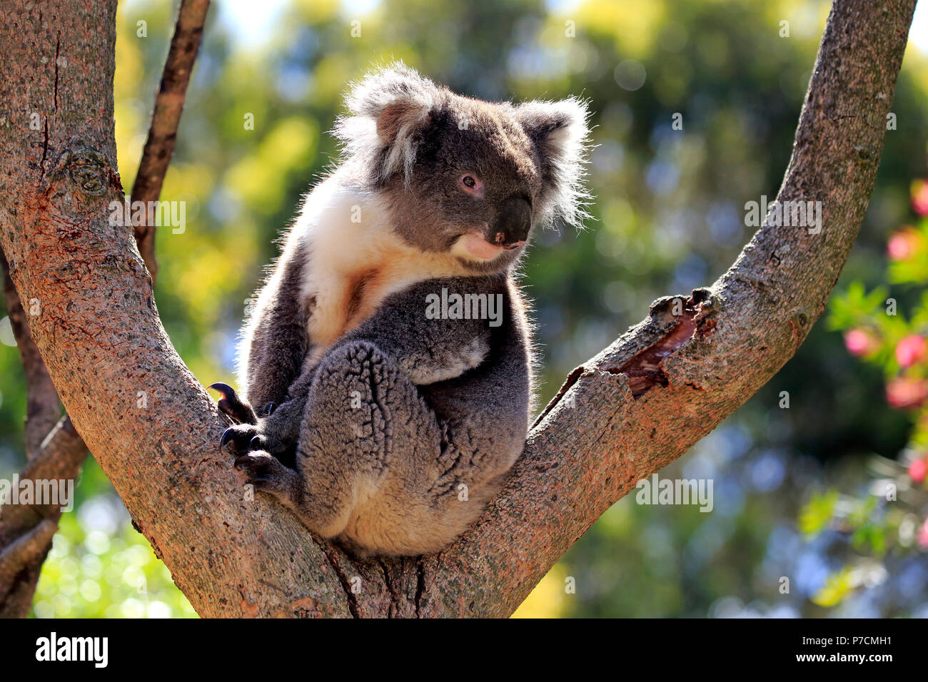 Koala, adulto en árbol, Kangaroo Island, South Australia, Australia, (Phascolarctos cinereus) Foto de stock