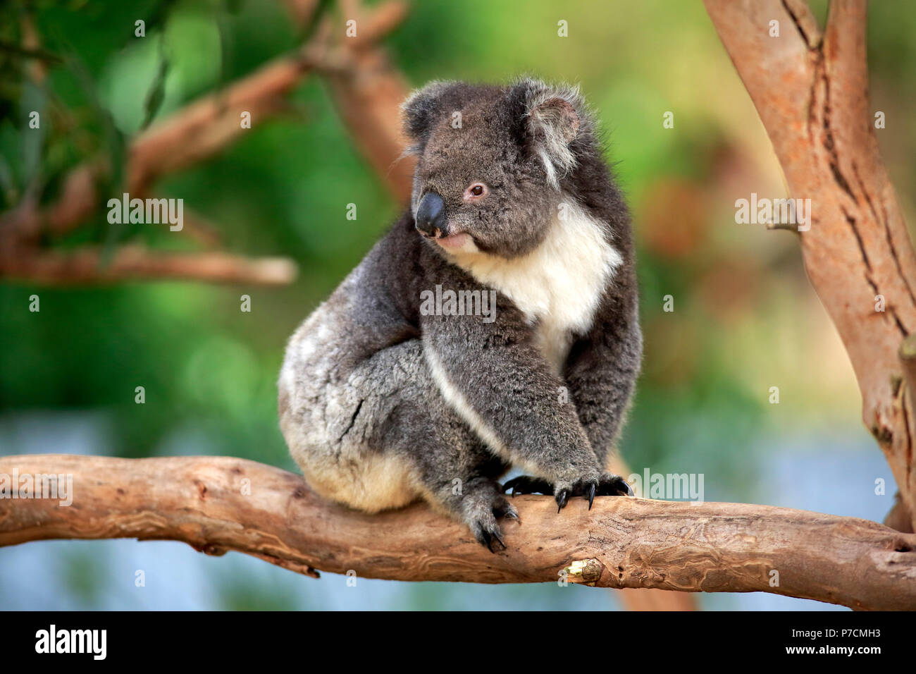 Koala, adulto en árbol, Kangaroo Island, South Australia, Australia, (Phascolarctos cinereus) Foto de stock
