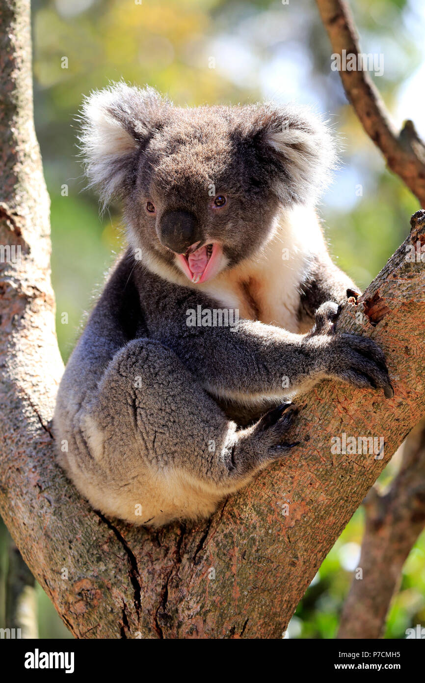 El Koala, en el árbol adulto jawning, Kangaroo Island, South Australia, Australia (Phascolarctos cinereus) Foto de stock