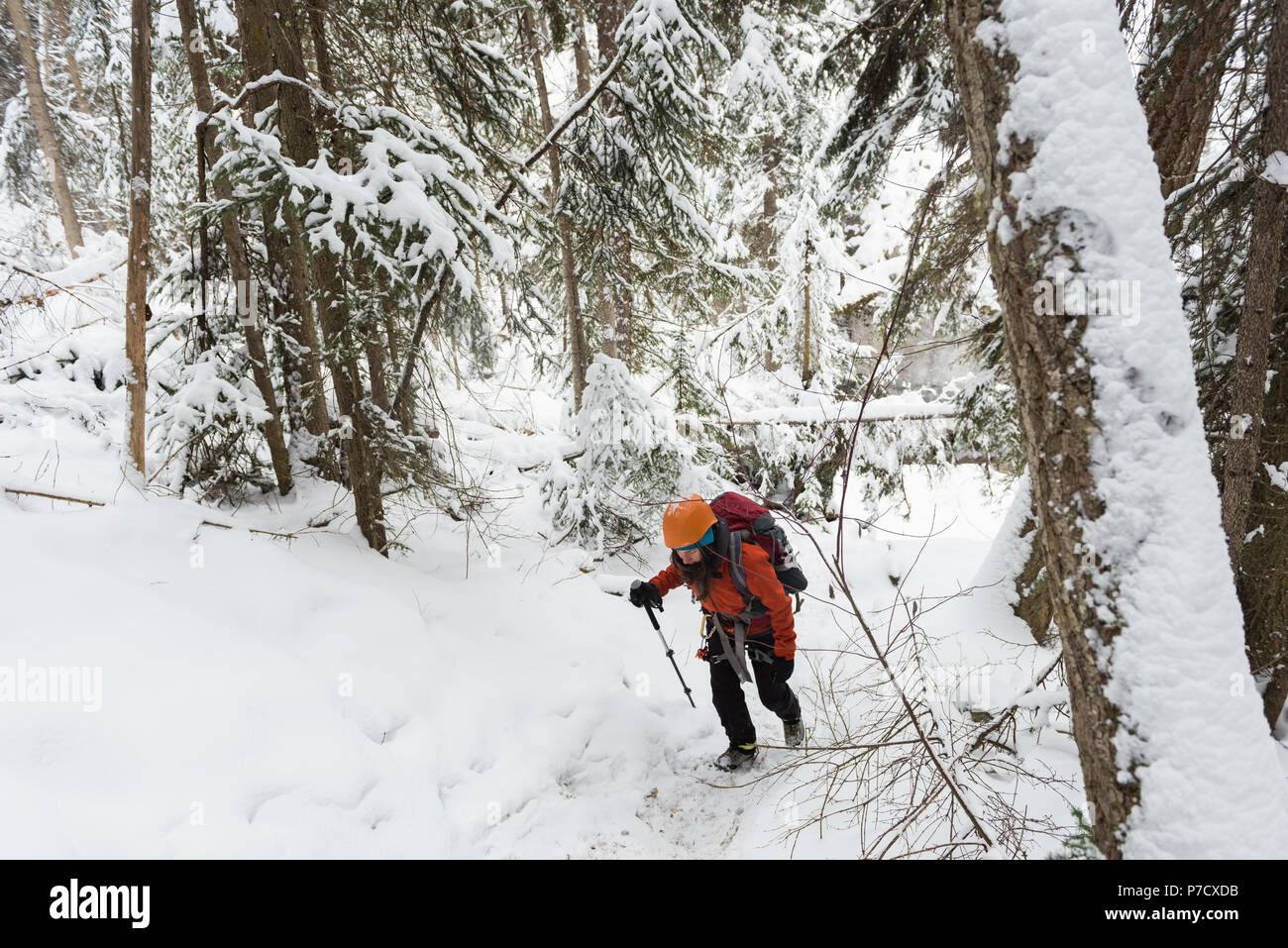Escalador hembra caminando en el bosque nevado Foto de stock