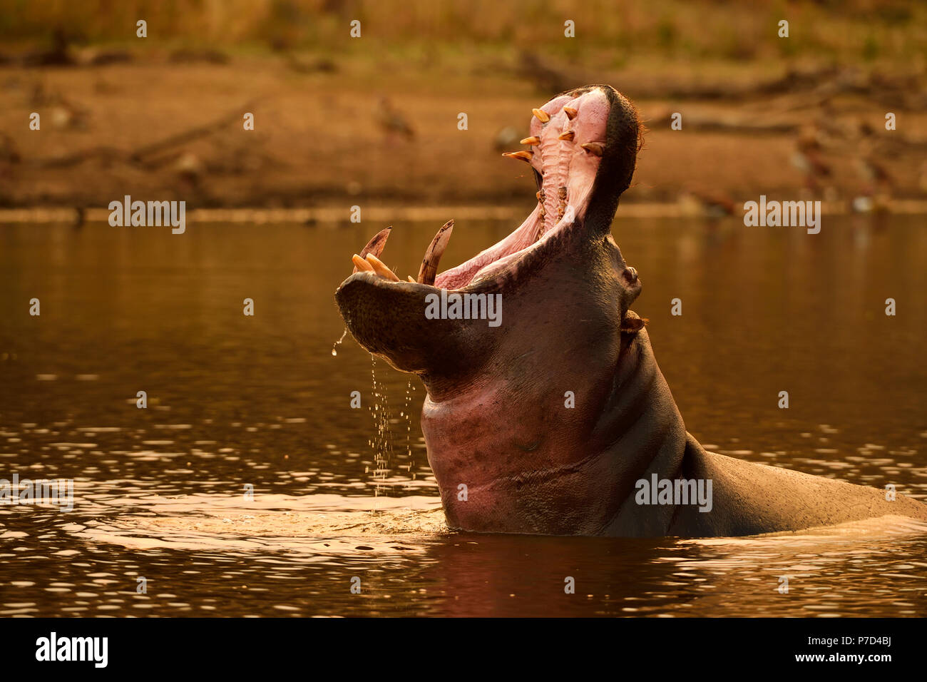 Hipopótamos (Hippopotamus amphibius) en el agua amenaza con abrir la boca, región Düsternbrook, Otjozondjupa, Namibia Foto de stock