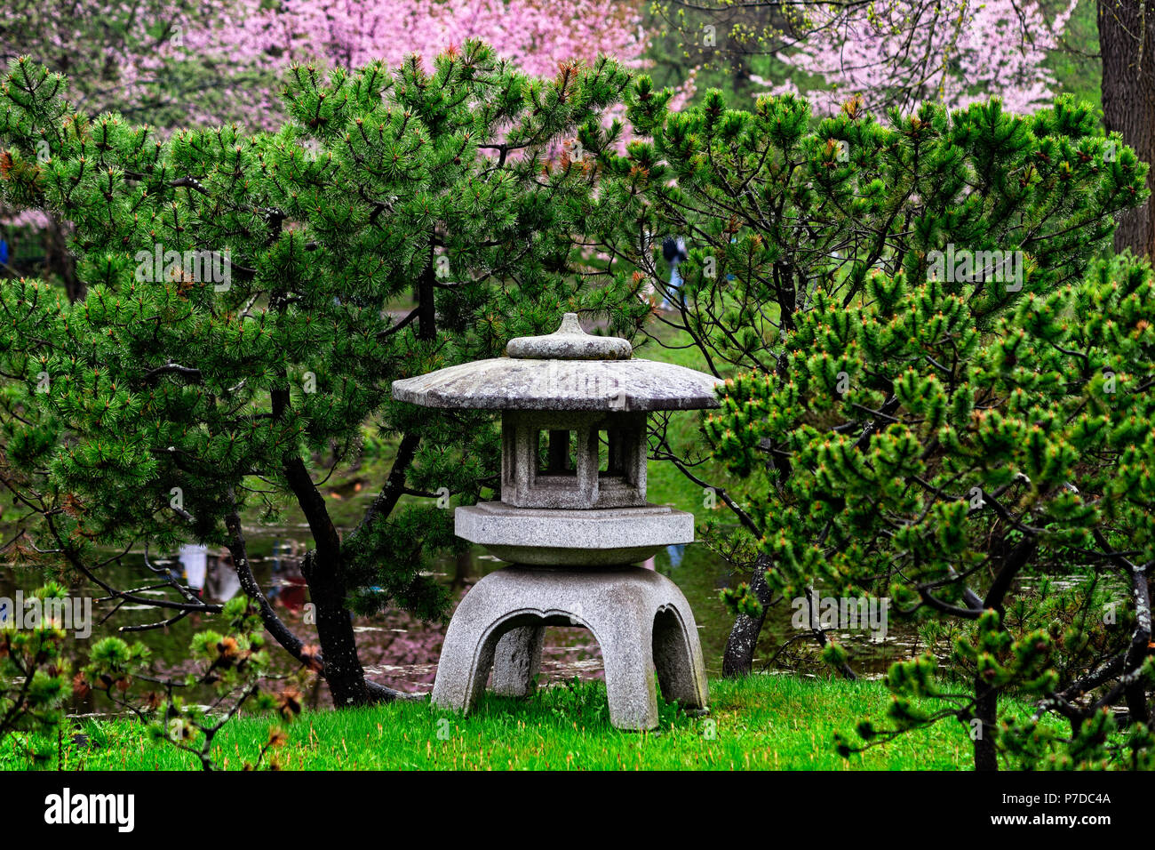 Yukimi tradicional japonés linterna de piedra de granito en el jardín en un  lluvioso día de primavera. Pinos decorativos húmeda y florecientes árboles  sakura en el backgroun Fotografía de stock - Alamy