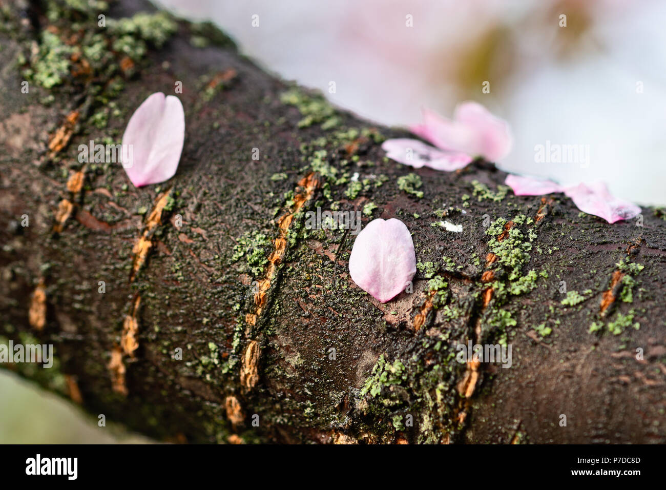 Los pétalos de la flor de cerezo japonés en un húmedo el tronco de un árbol  de Sakura. Día lluvioso de la temporada de ver florecer árboles sakura -  Hanami temporada Fotografía