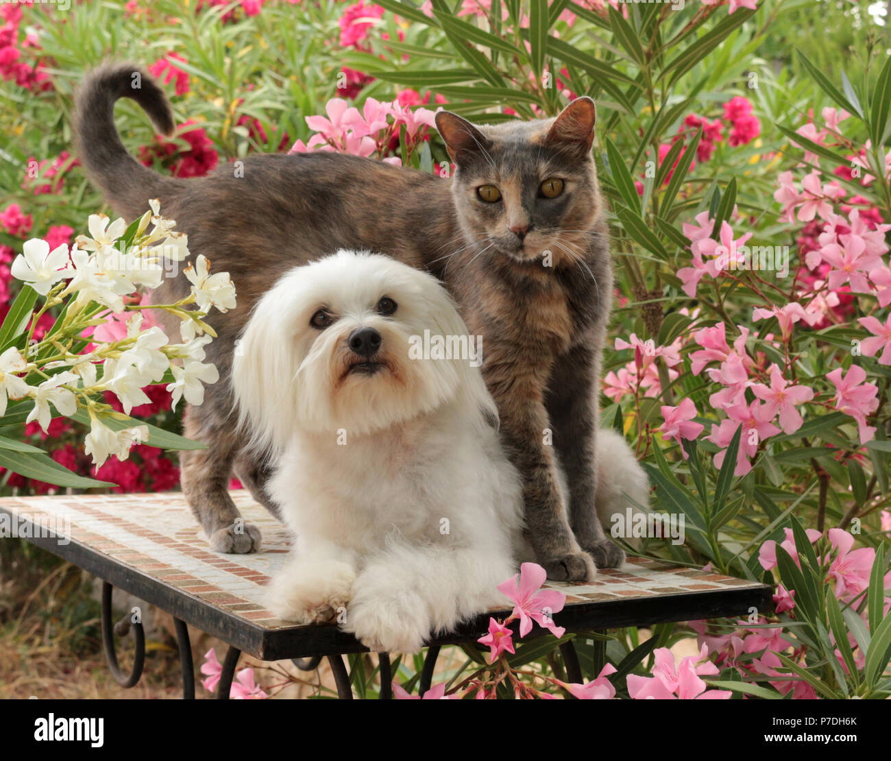 Maltés perro y gato doméstico en el jardín Foto de stock