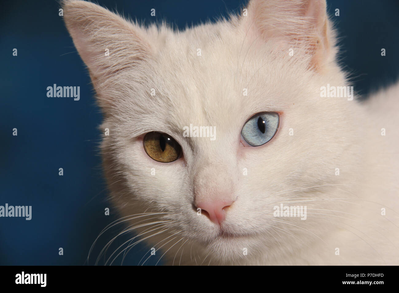 Retrato de un gato blanco con ojos impar Foto de stock