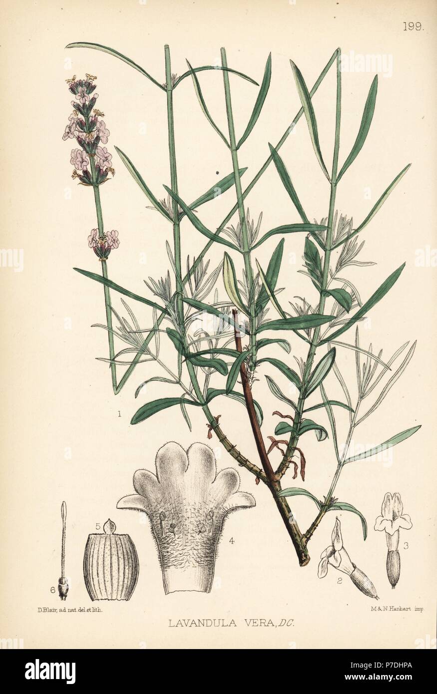 Lavanda Lavandula angustifolia subsp. pyrenaica (Lavendula vera).  Litografía Handcolored por Hanhart tras una ilustración botánica por David  Blair de Robert Bentley y Henry Trimen las plantas medicinales, Londres,  1880 Fotografía de stock -