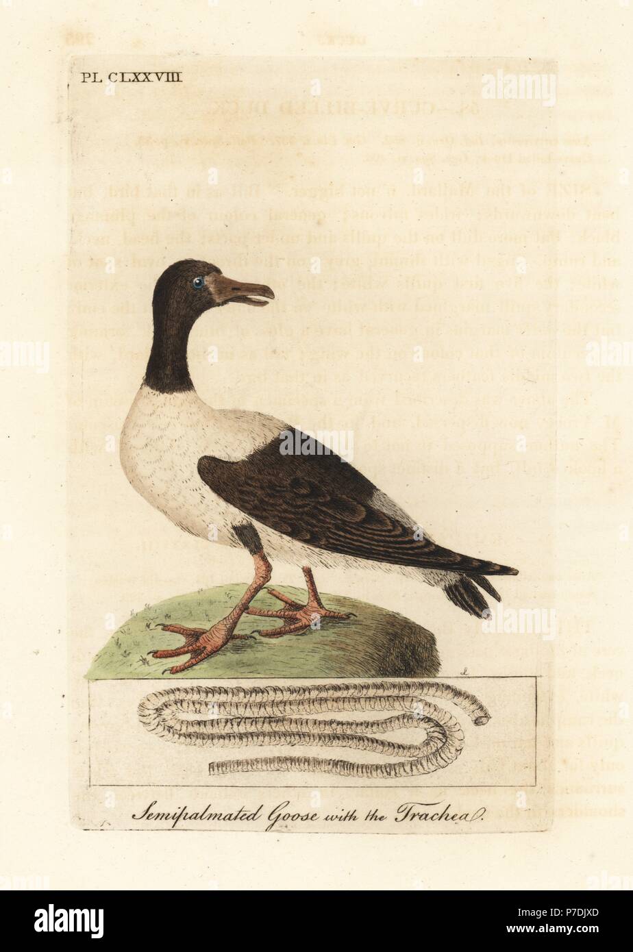 Magpie goose, Anseranas semipalmata y detalles anatómicos de su tráquea. (Semipalmated pato, Anas semipalmatus). Handcolored copperplate dibujado y grabado por John Latham desde su propia historia general de aves, Winchester, 1824. Foto de stock