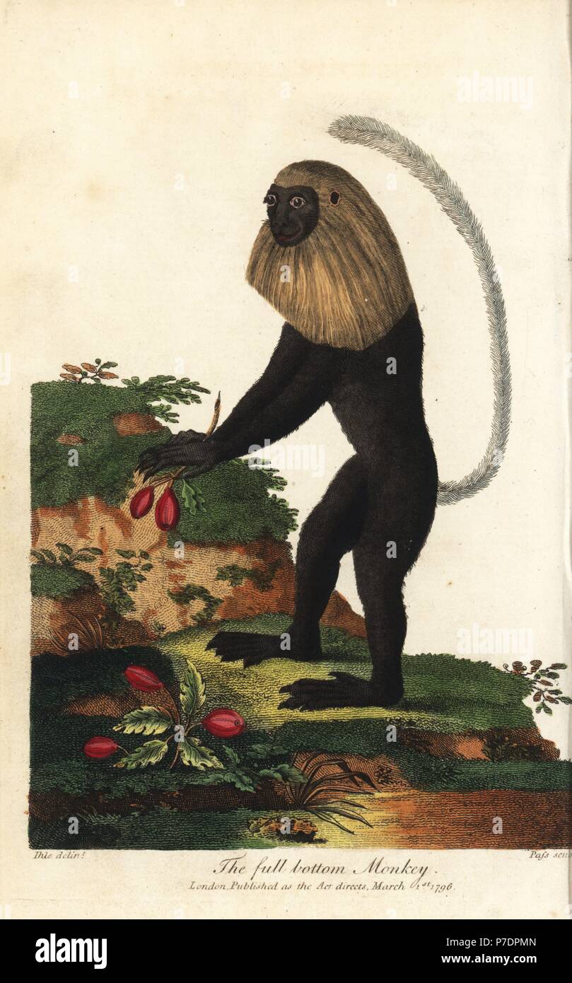 Angola, colobus angolensis inferior, llamado por su parecido a una peluca de fondo. Copperplate Handcolored grabado por J. pasar después de una Ilustración por Johann Jakob Ihle de Ebenezer