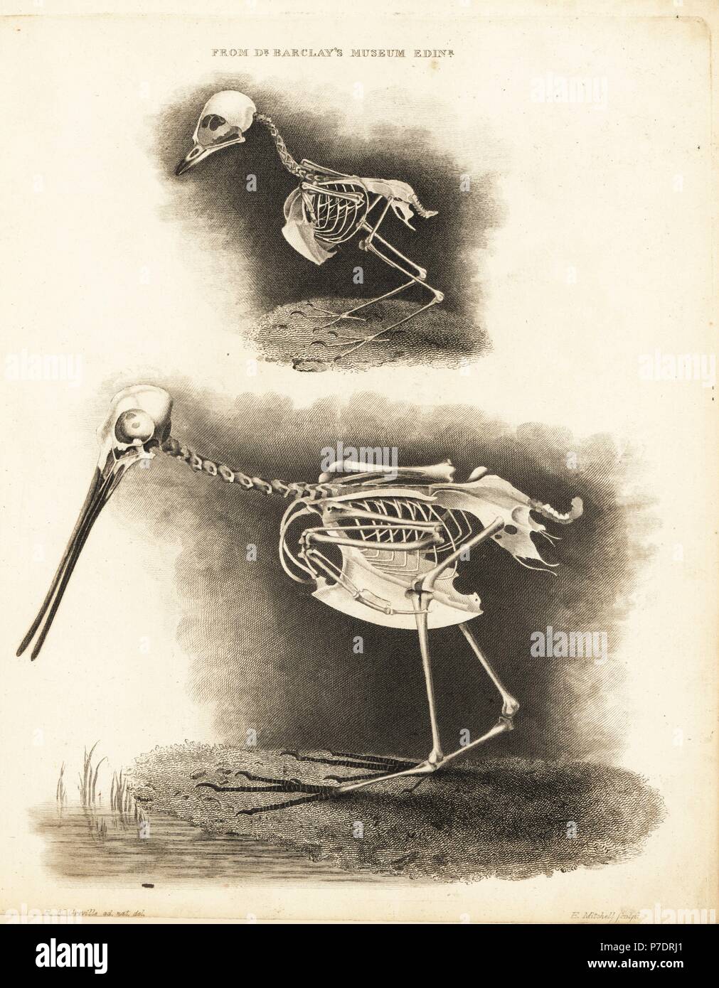 El esqueleto de un Espacio Europeo de Robin, Erithacus rubecula (Motacilla rubecula) y común (Gallinago snipe, Gallinago gallinago Scollopax) del Dr. Barclay, Museo de Edimburgo. Copperplate grabado por Edward Mitchell después de una ilustración anatómica por Robert Kaye Greville de John Barclay's una serie de grabados del esqueleto humano MacLachlan, y Stewart, Edimburgo, 1824. Foto de stock