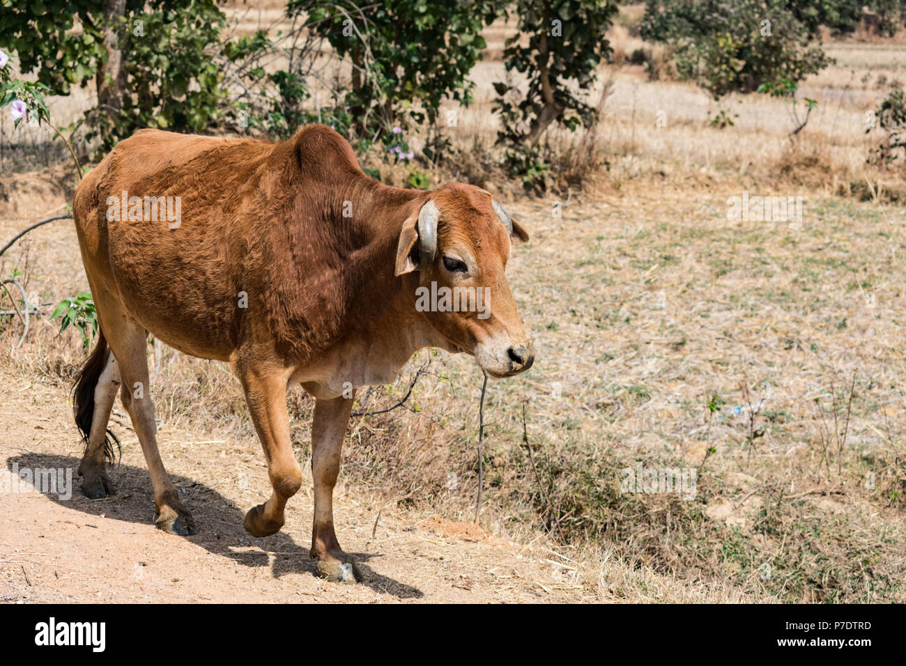 Un cierre broche del indio toro en la aldea rural en un día soleado de  verano Fotografía de stock - Alamy