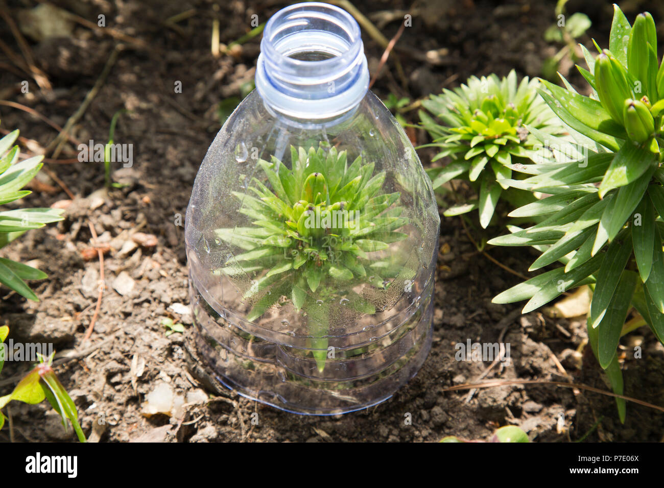 Botella de plástico reciclado como mini invernadero en el jardín Foto de stock