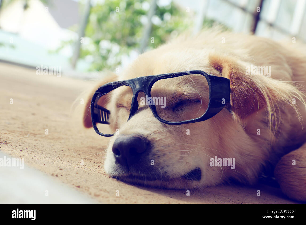 Perro macho blanco usa gafas, tumbado en el suelo hacer divertidas de cara,  retrato de mascota en su casa en el día Fotografía de stock - Alamy