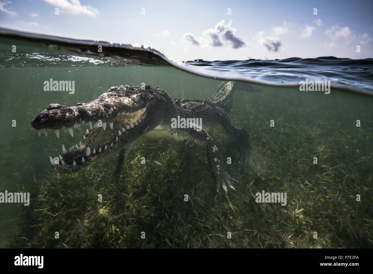 El Cocodrilo Americano (Crocodylus acutus) en bajíos mostrando los dientes, Bancos Chinchorro, Xcalak, Quintana Roo, México. Foto de stock