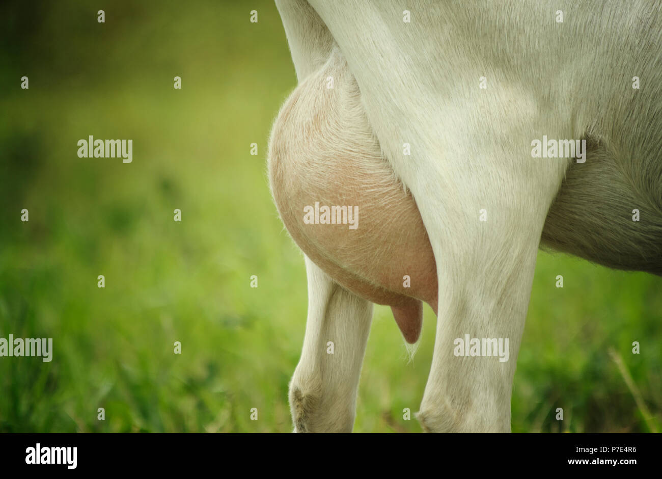 Las cabras ubres llenas de leche. Vista lateral Foto de stock