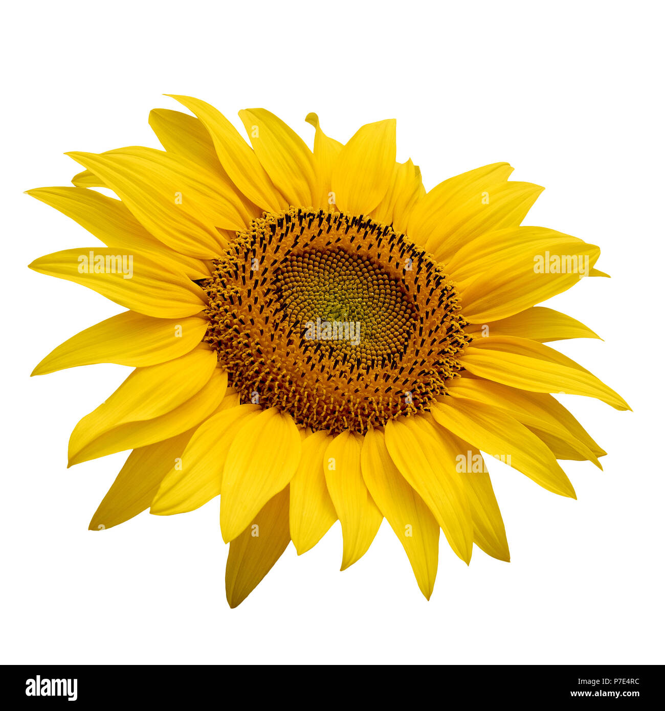 Detalle de la flor de girasol con sol, aislado sobre fondo blanco  Fotografía de stock - Alamy