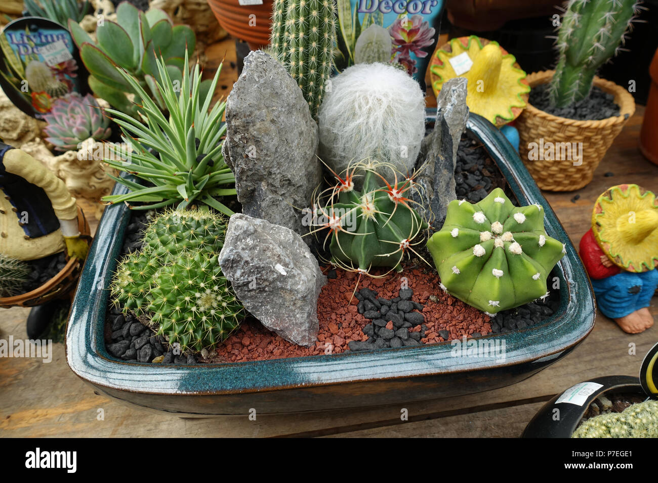 Cactus mixto fotografías e imágenes de alta resolución - Alamy