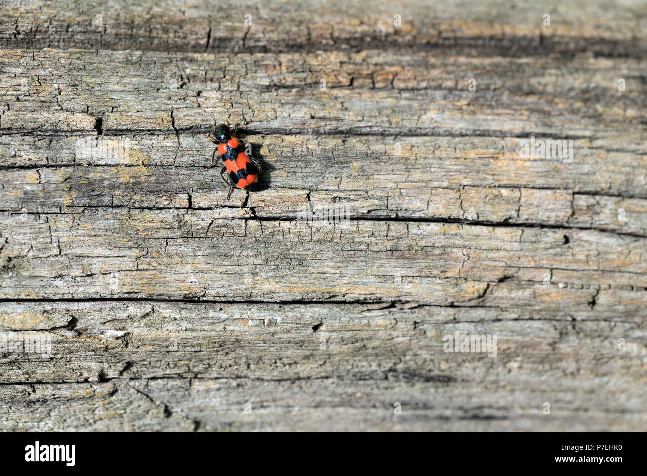 Accidentada escarabajo sobre madera vieja Foto de stock