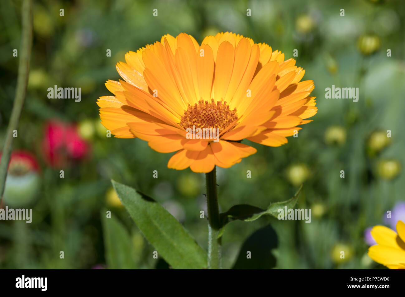 Primer plano de Calendula officinalis flower, el común o de caléndula caléndula Foto de stock