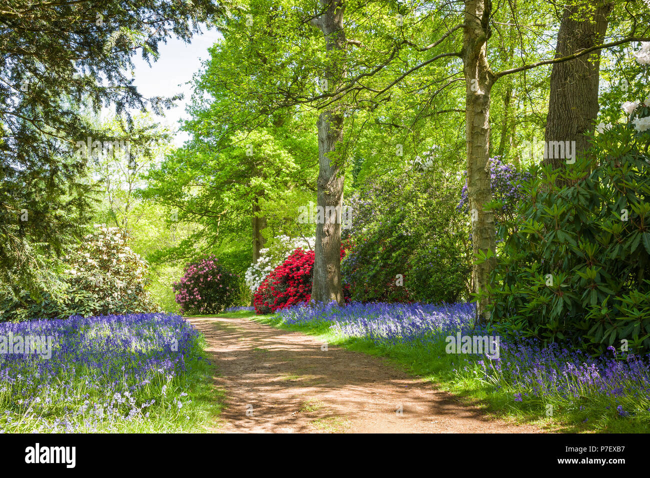 Primavera en Bowood Woodland Garden mostrando bosques caducifolios