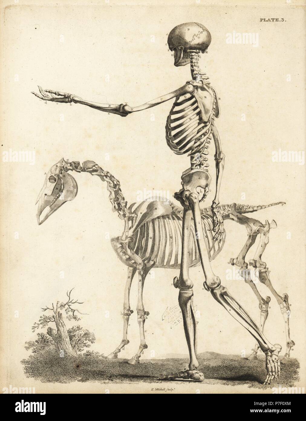 Vista lateral del esqueleto humano y el esqueleto del caballo. Copperplate grabado por Edward Mitchell después de ilustraciones anatómicas por Bernhard Siegfried Albinus y George Stubbs de John Barclay's una serie de grabados del esqueleto humano MacLachlan, y Stewart, Edimburgo, 1824. Foto de stock