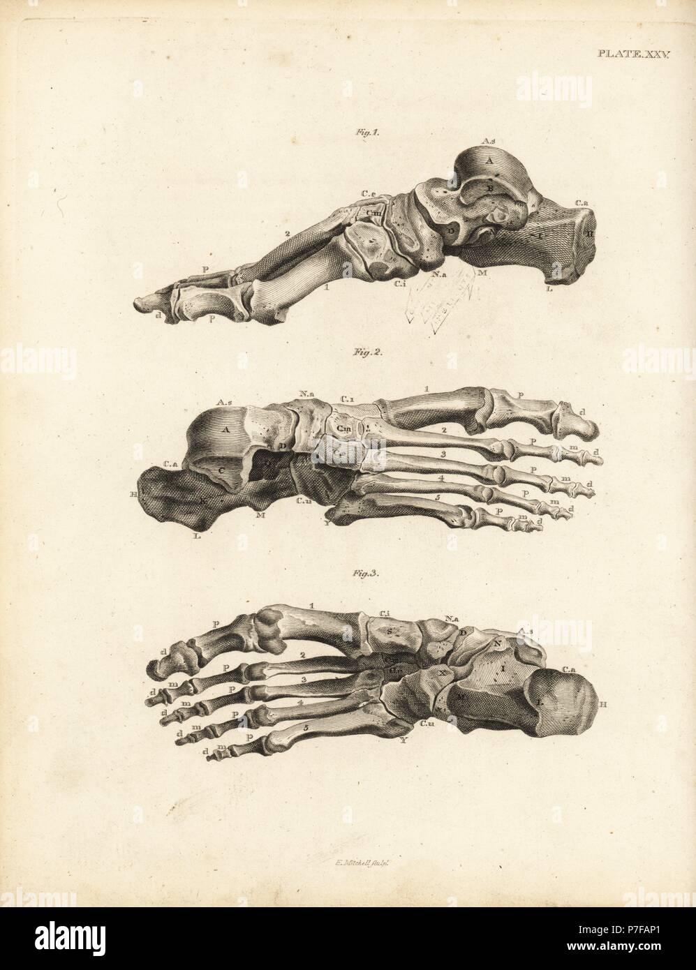 Opiniones de los huesos del pie humano desde el tobillo hasta los dedos de los pies. Copperplate grabado por Edward Mitchell después de una ilustración anatómica por Jean-Joseph Sue de John Barclay's una serie de grabados del esqueleto humano MacLachlan, y Stewart, Edimburgo, 1824. Foto de stock