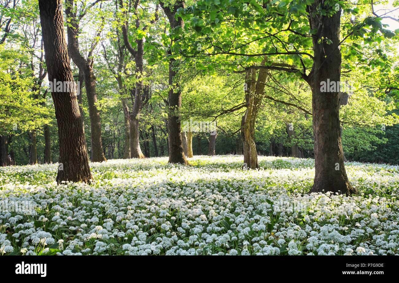 Bosque verde paisaje con árboles y flores blancas Foto de stock