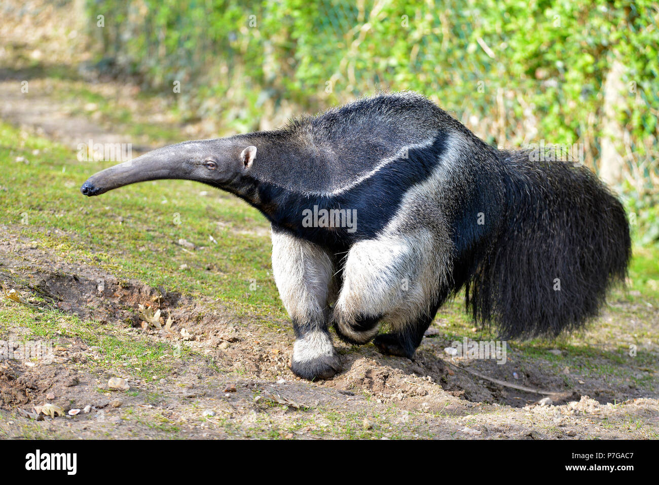 Oso hormiguero gigante fotografías e imágenes de alta resolución - Alamy