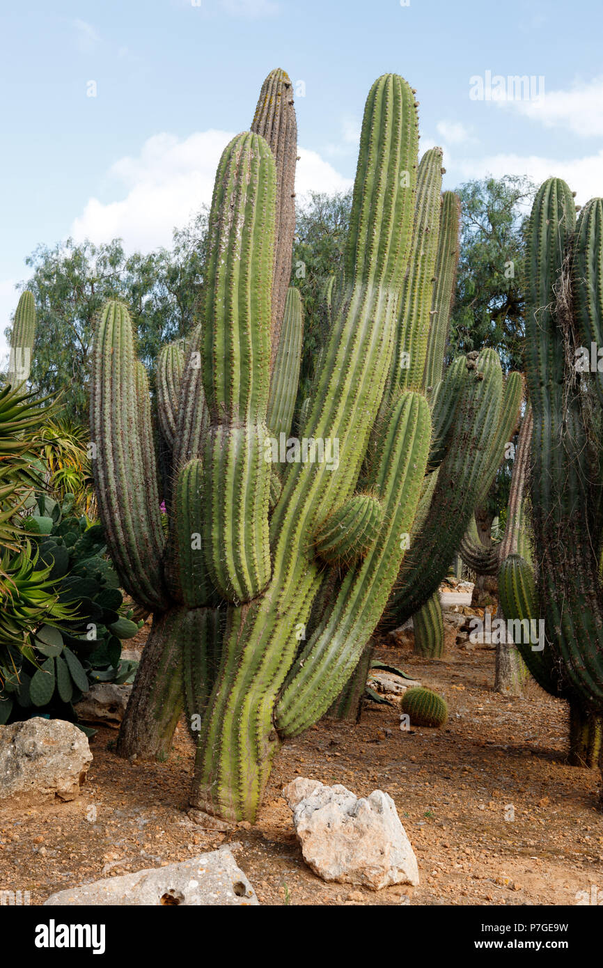 Trichocereus pasacana cactus fotografías e imágenes de alta resolución -  Alamy