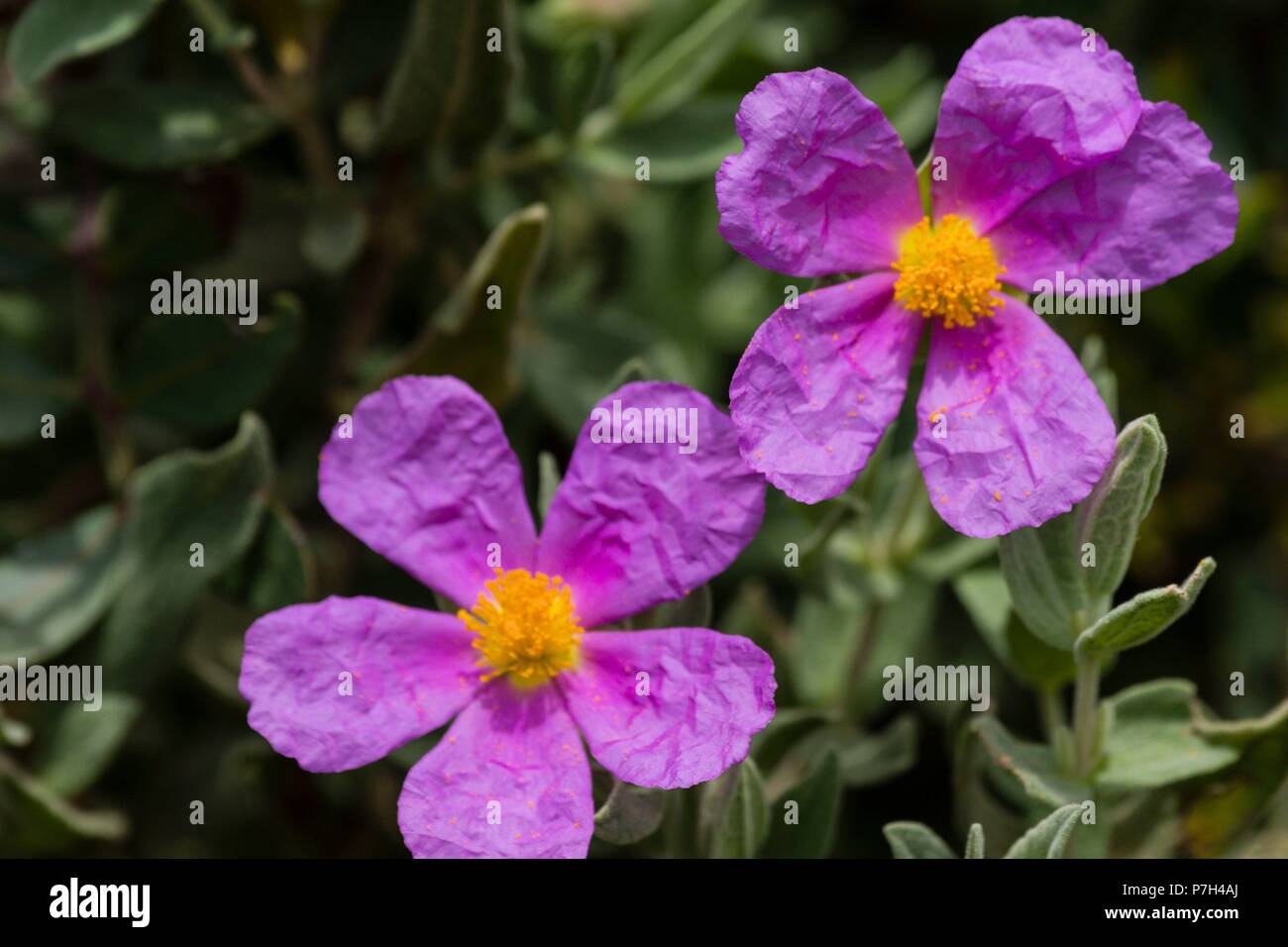 Juagarzo blanco fotografías e imágenes de alta resolución Alamy