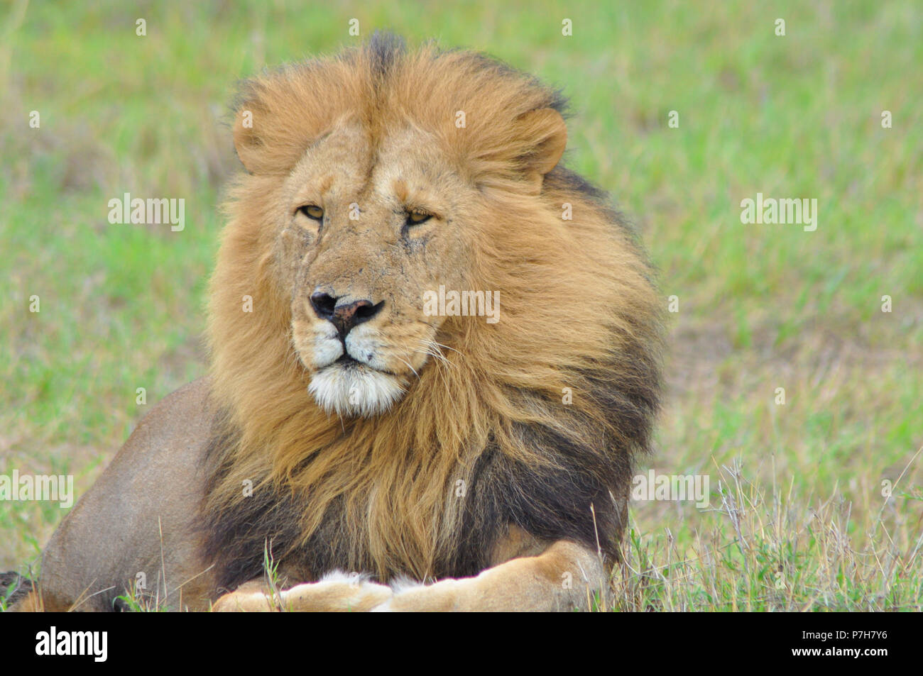 retrato-impresionante-leon-macho-aislado-closeup-shot-de-masai-mara-tendido-sobre-el-cesped-p7h7y6.jpg