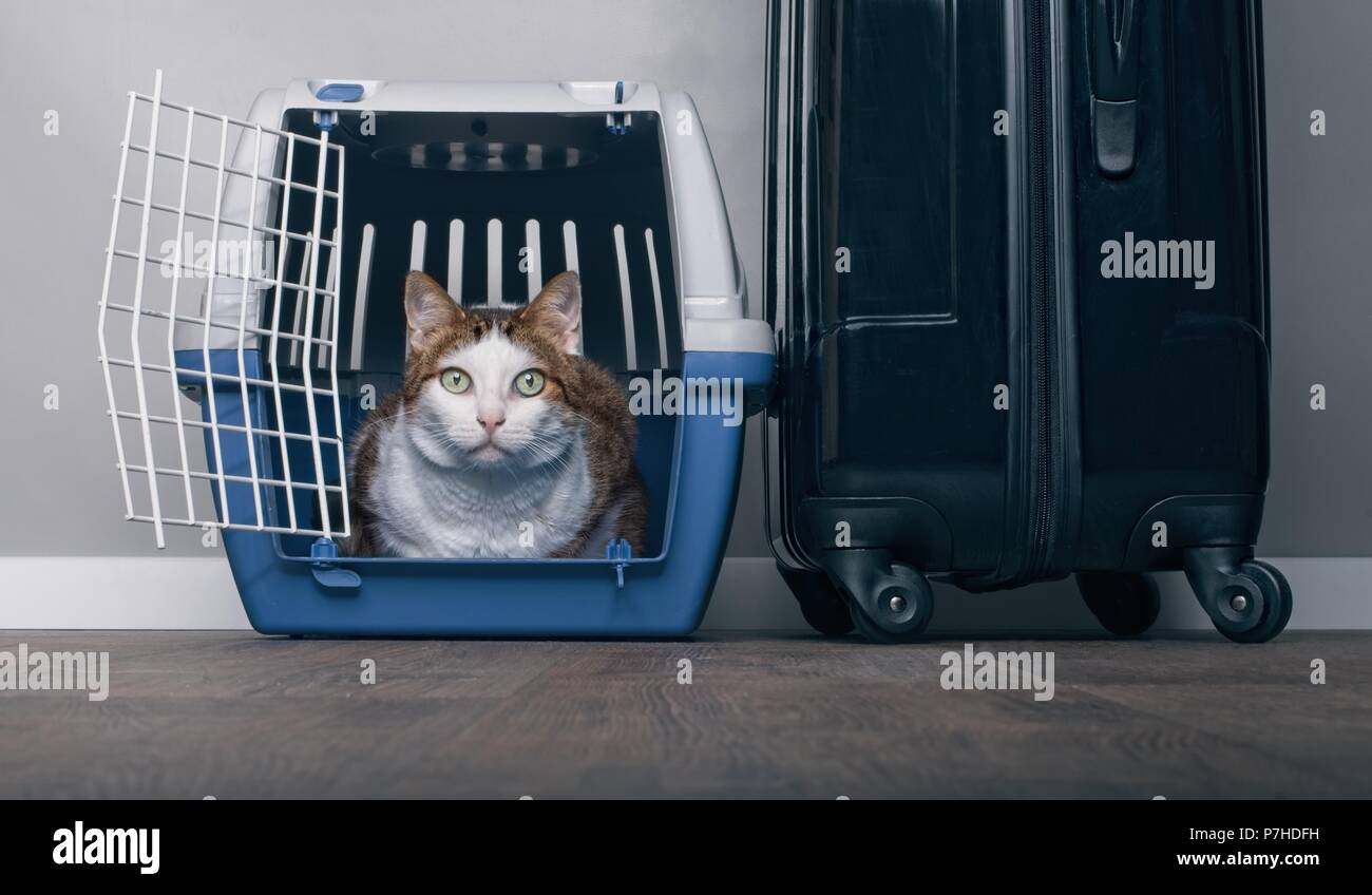 Viajando con un gato - gato atigrado busca ansiosamente portador de una mascota junto a una maleta. Foto de stock
