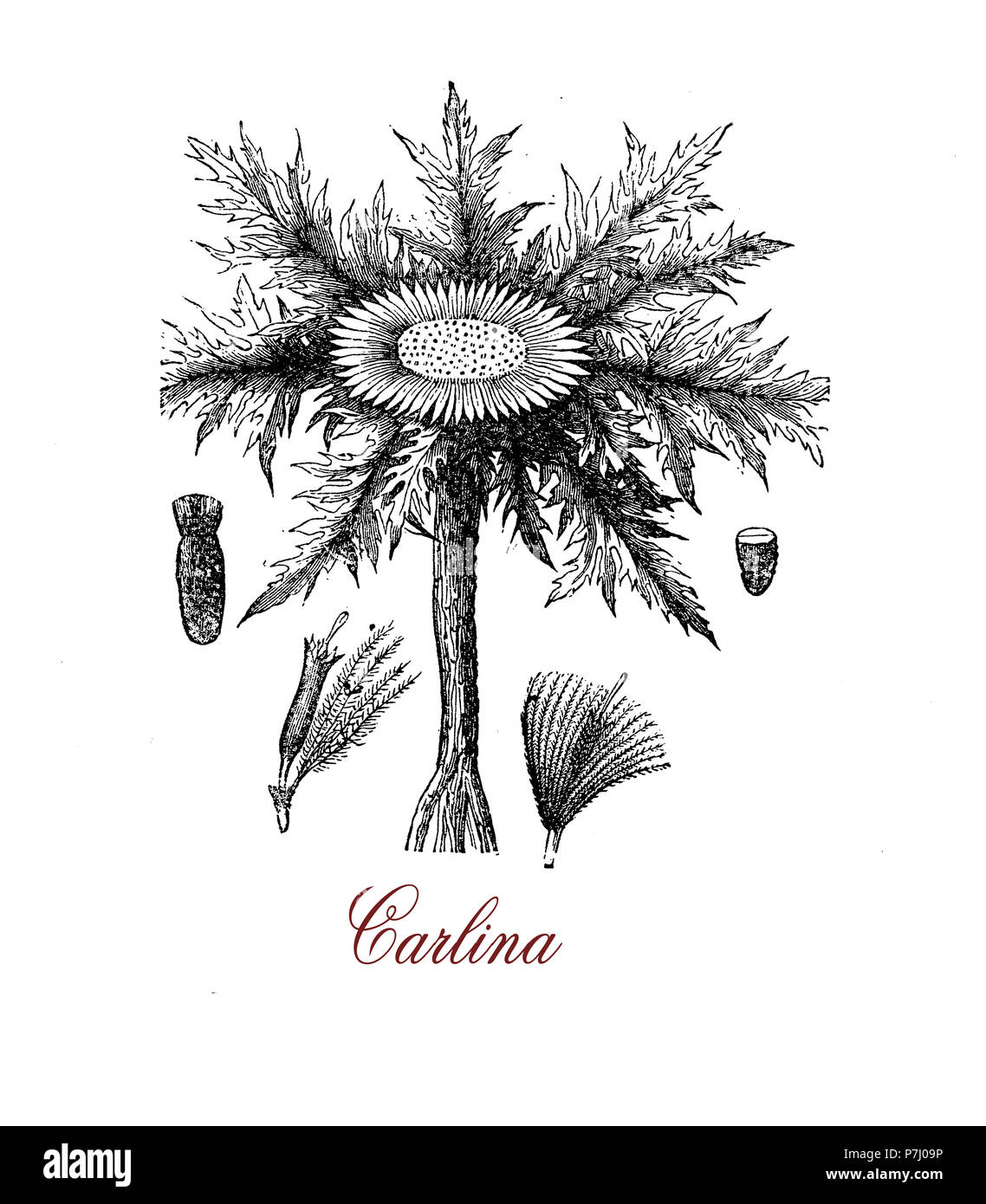 Vintage botanical grabado de Carlina acaulis, floración de plantas comestibles de las regiones alpinas, utilizado para aceites esenciales en la medicina herbaria Foto de stock