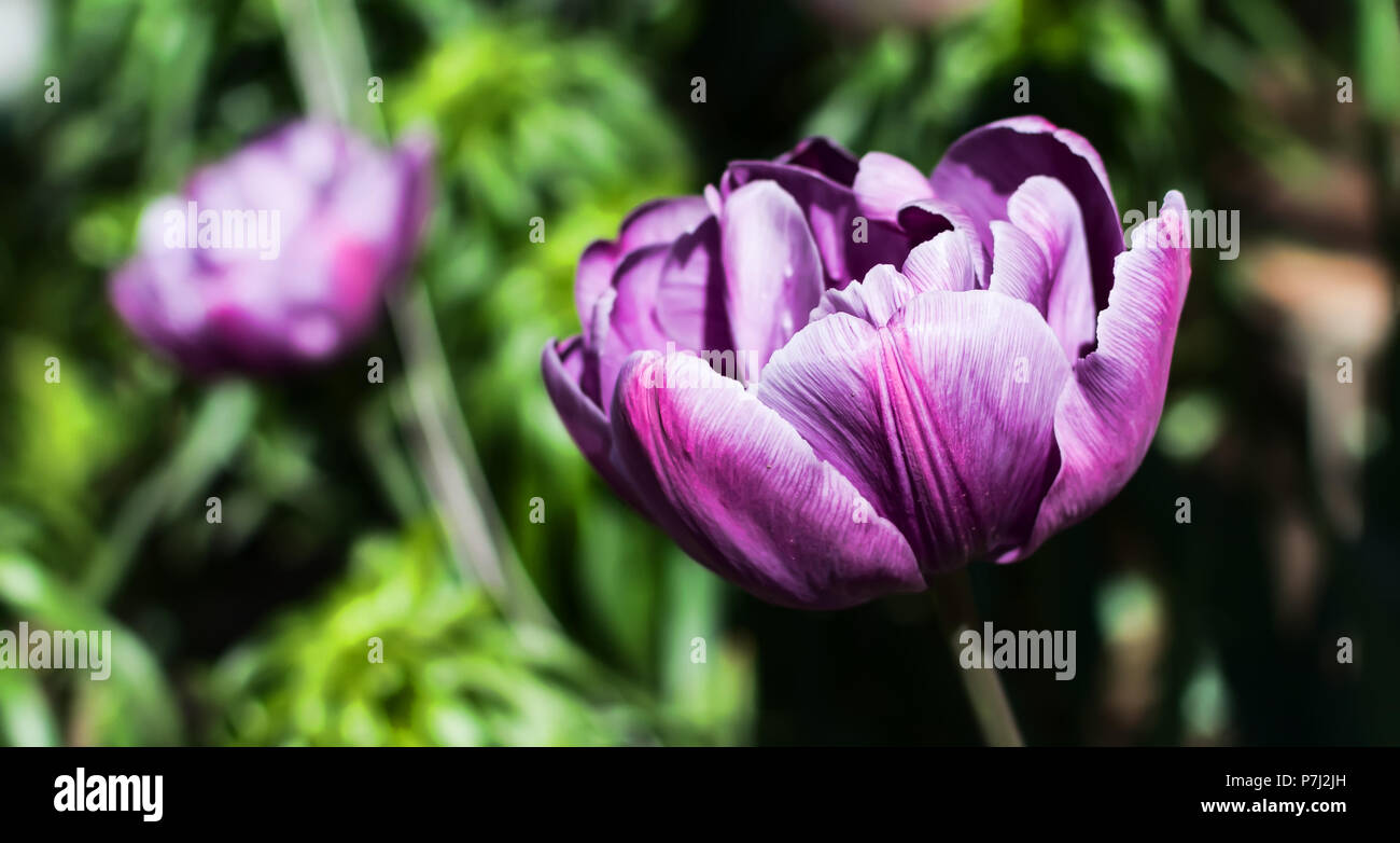 Magnífica tarde doble púrpura flor peonía tulipán (Tulip) género tulipa especies híbridas bajo el sol de la mañana de primavera. Foto de stock