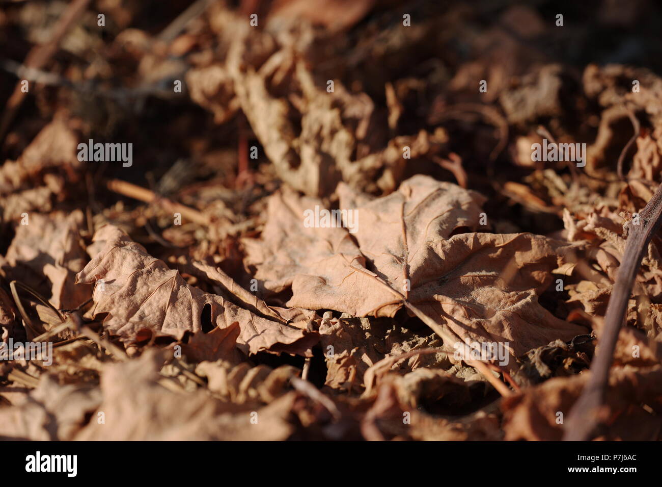 Hojas De Parra Secas Fotos e Imágenes de stock Alamy