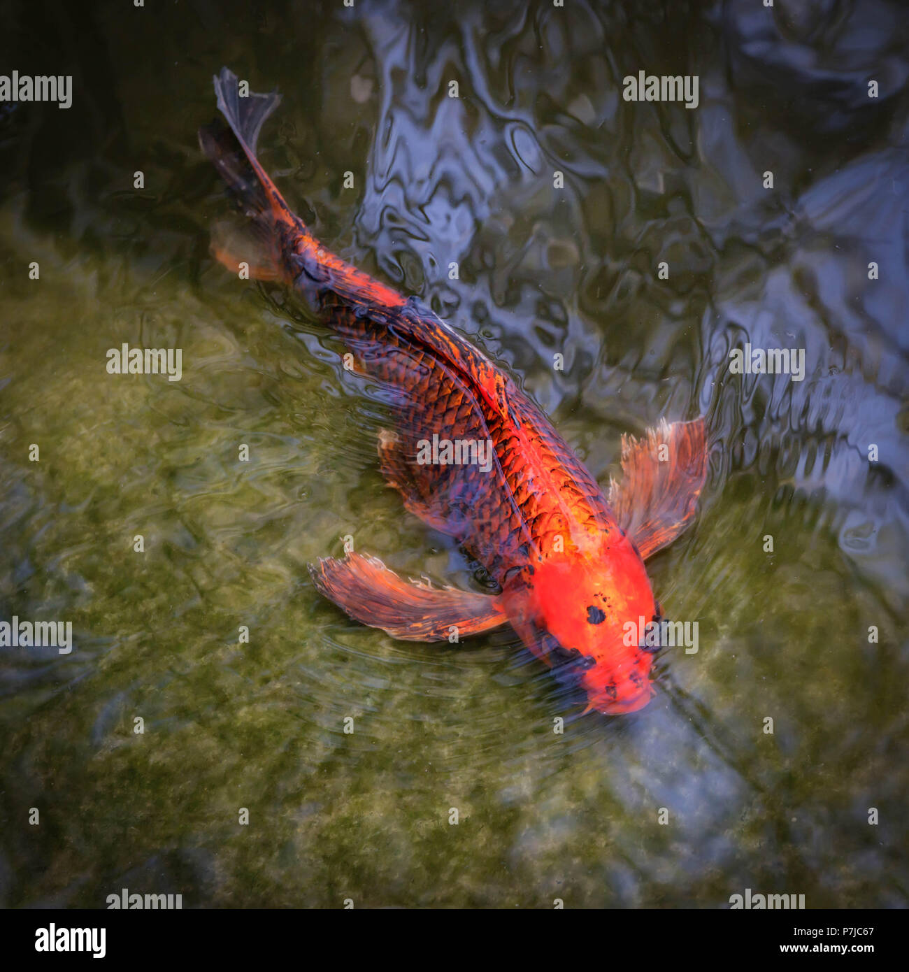 Close-up de un koi peces nadando en un estanque Foto de stock
