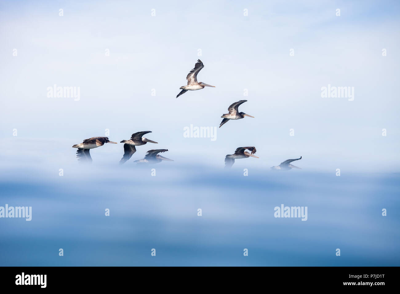 Pelícanos volando sobre el océano, Playa Negra, Costa Rica Foto de stock