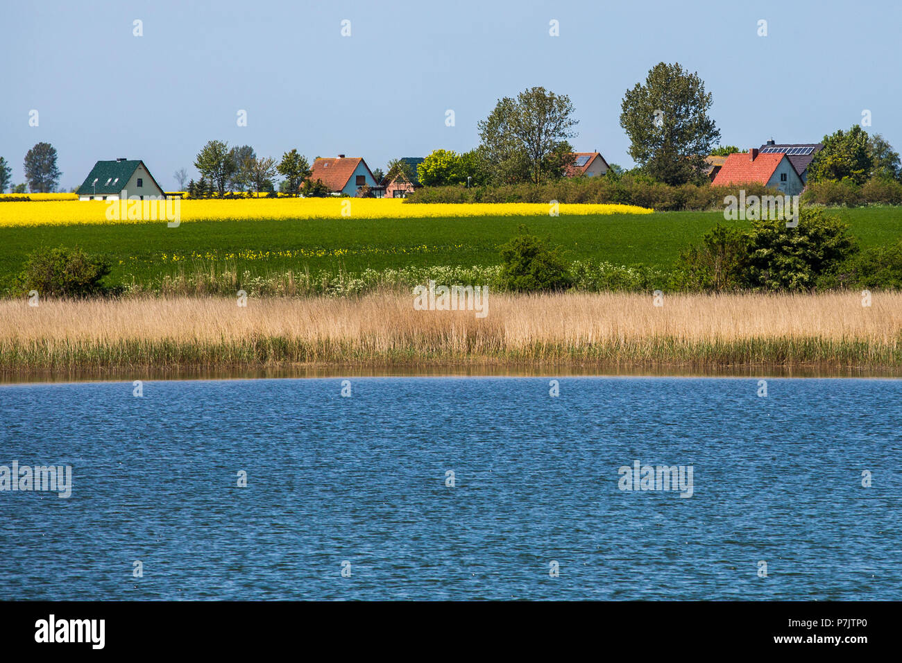 Casas y campos de colza en Jasmunder Bodden Foto de stock