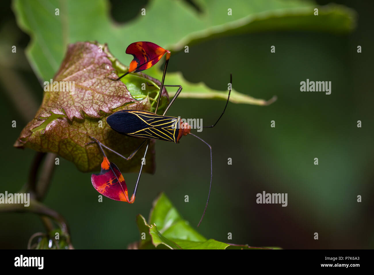 Mirando raro mimetismo los insectos en el bosque nuboso de Panamá Foto de stock