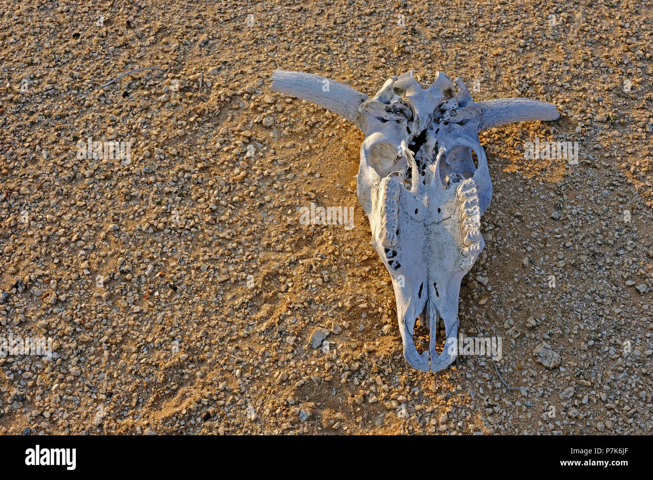 Bovinos blanqueados cráneo con cuernos en grano de mármol en el desierto de Namibia, Parque Nacional Dorob Foto de stock