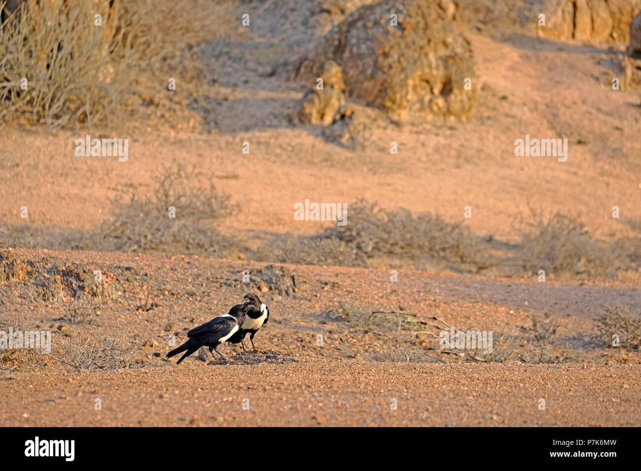 Dos pied cuervos Corvus albus, en suelo de arena en la zona costera de ??Namibia, el Parque de la costa de los esqueletos Foto de stock