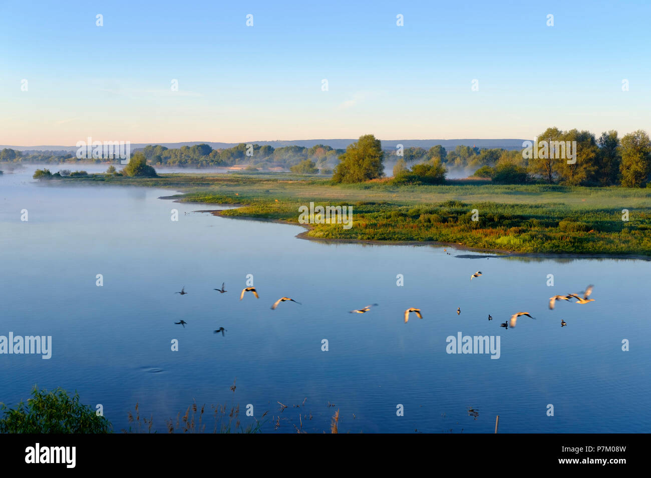 Los gansos volar sobre el lago, en la mañana, en Altmühlsee Muhr am See, Altmühltal, Central Franconia, Franconia, Baviera, Alemania Foto de stock