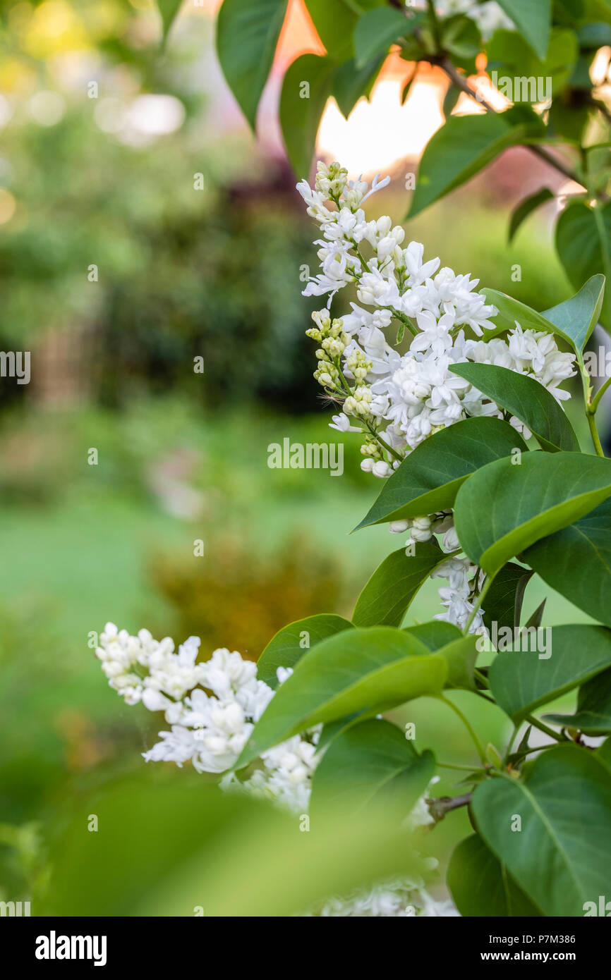 White Lilac en el jardín, cerca de las zonas rurales-up Foto de stock