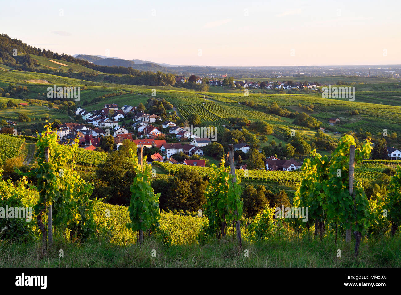 Alemania, Baden-Wurttemberg, Bosque Negro (Schwarzwald), Baden-Baden, la región vinícola Rebland Baden-Badener, viñedo, Neuweier Foto de stock