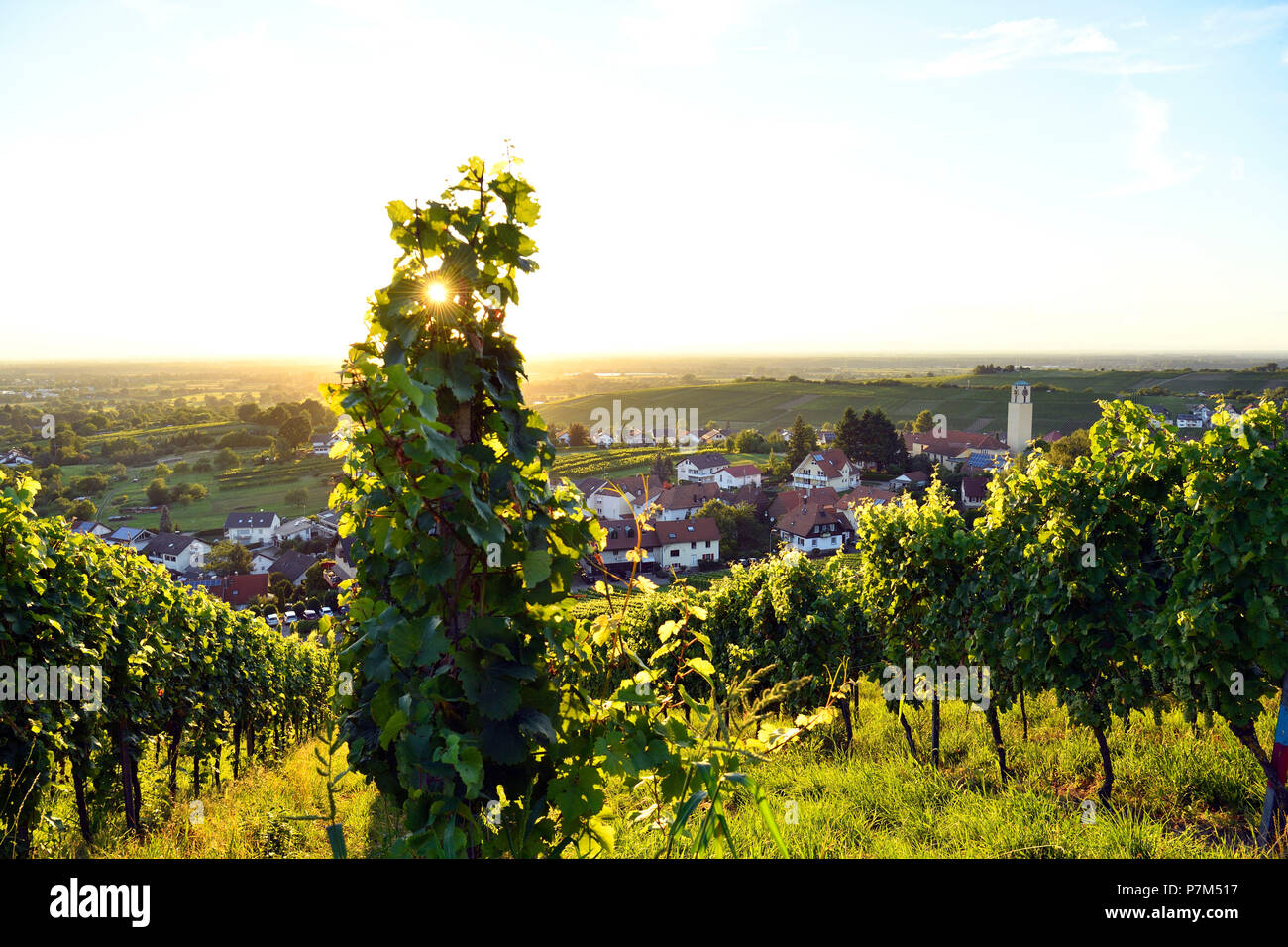 Alemania, Baden-Wurttemberg, Bosque Negro (Schwarzwald), Baden-Baden, la región vinícola Rebland Baden-Badener, viñedo, Neuweier Foto de stock